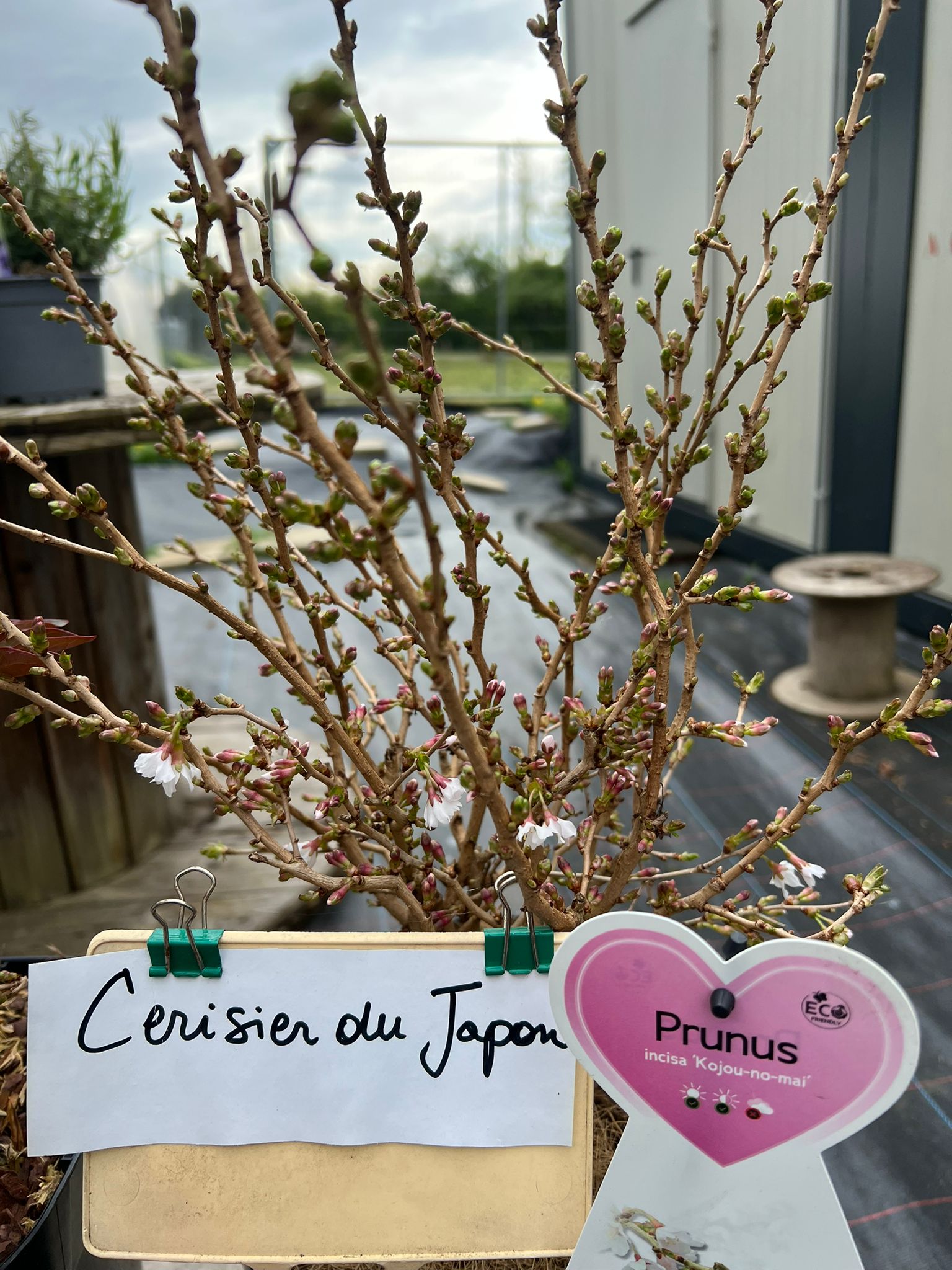 Arbres et arbustes à Bassenge