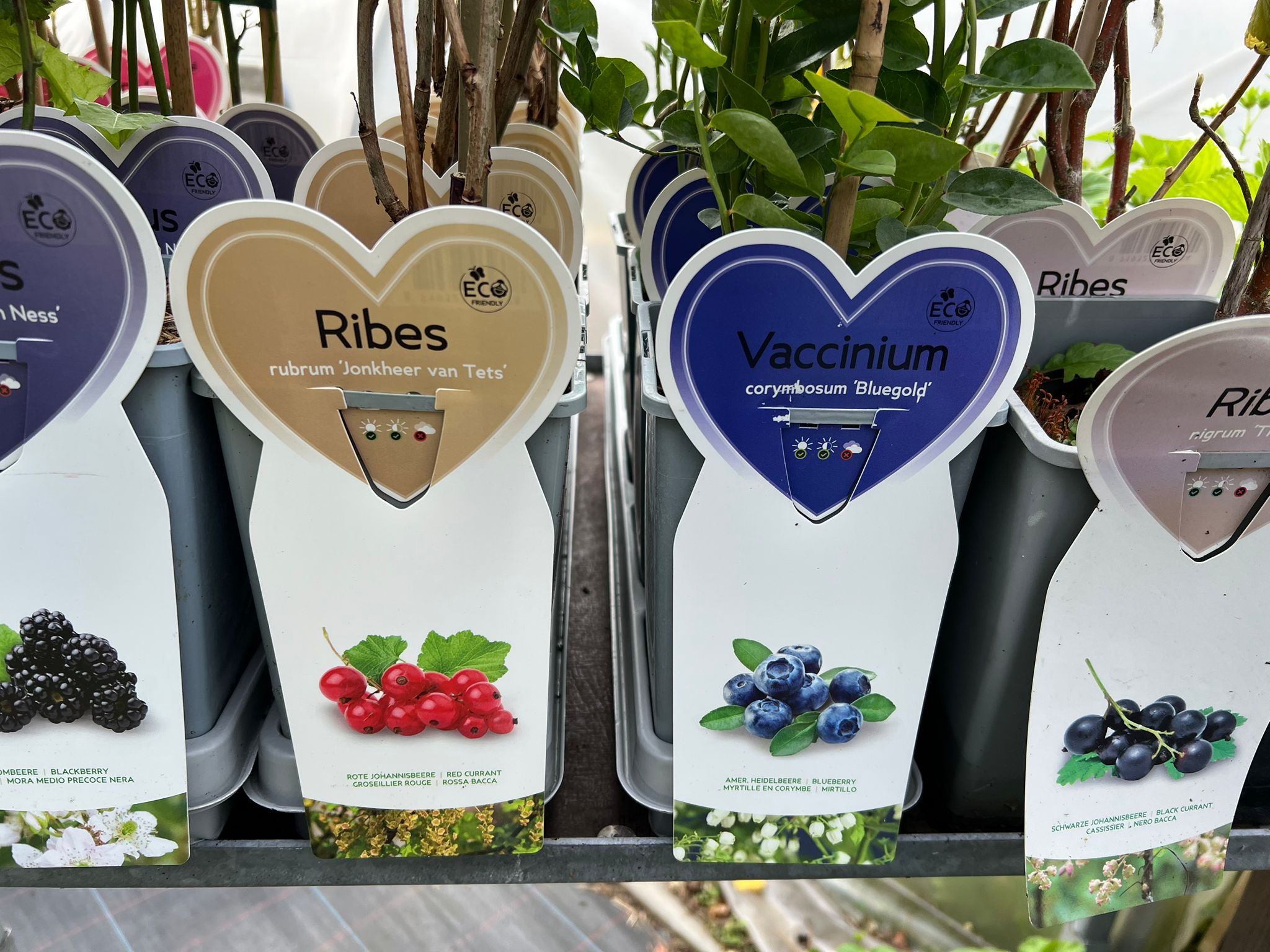 Arbres fruitiers à Bassenge – groseilliers, myrtilliers, cassissiers