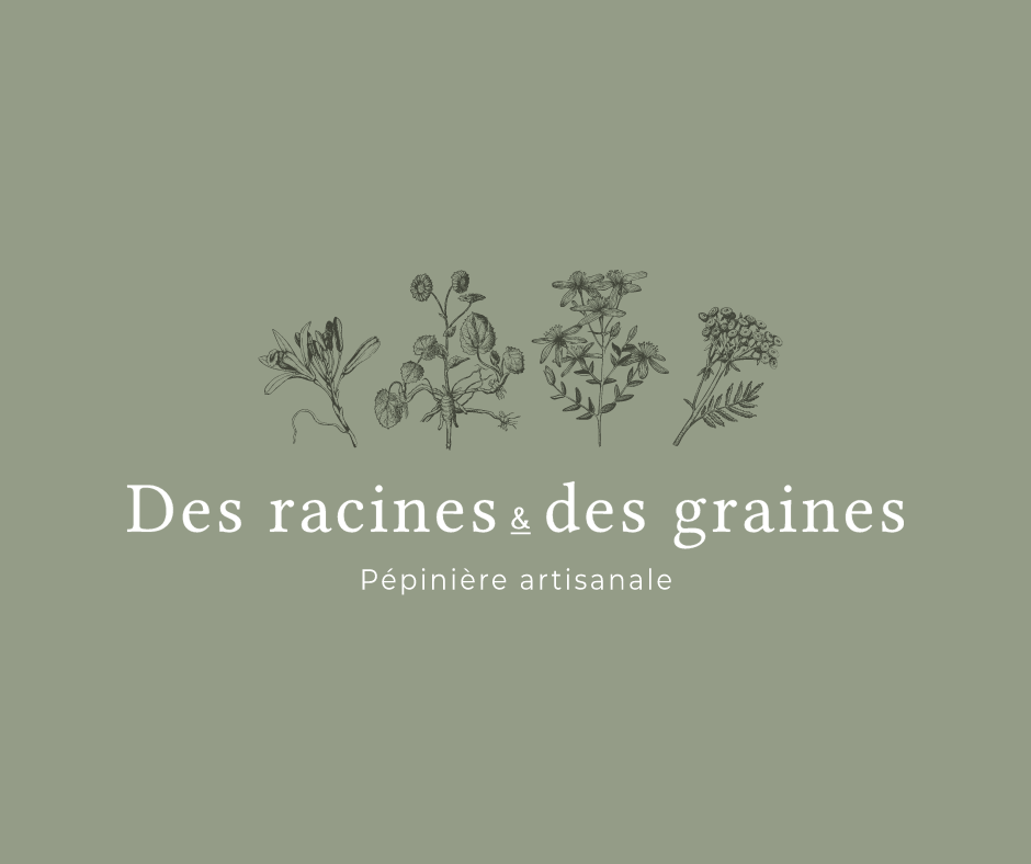Bassenge Des racines & des graines