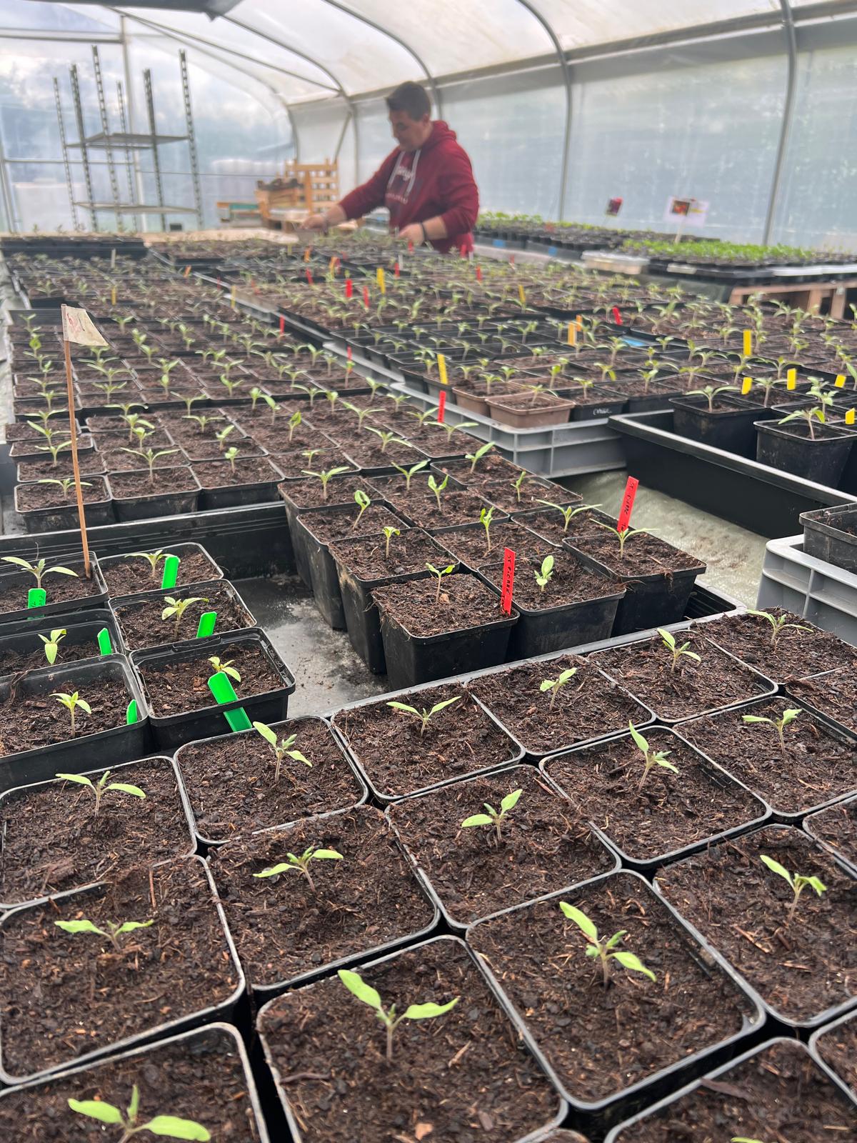 Semis en serre